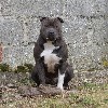  - Fin de l'American Staffordshire terrier