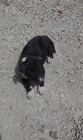 de l'Amour Inconditionnel - American Staffordshire Terrier - Portée née le 09/06/2016