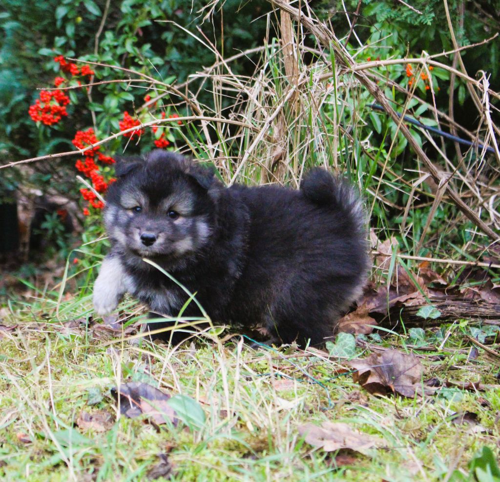 Chiot Chien finnois de Laponie de l'Amour Inconditionnel