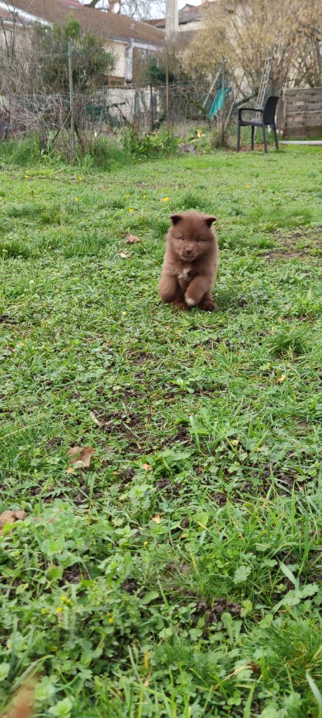 de l'Amour Inconditionnel - Chien finnois de Laponie - Portée née le 01/12/2022